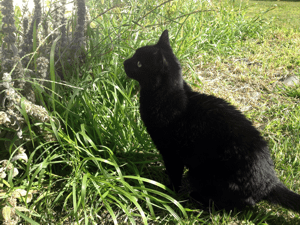 Shadow_August 3, 2015