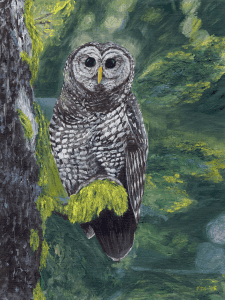 Spotted Owl by Karen T Hluchan